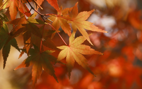 秋のおすすめメニュー🍁