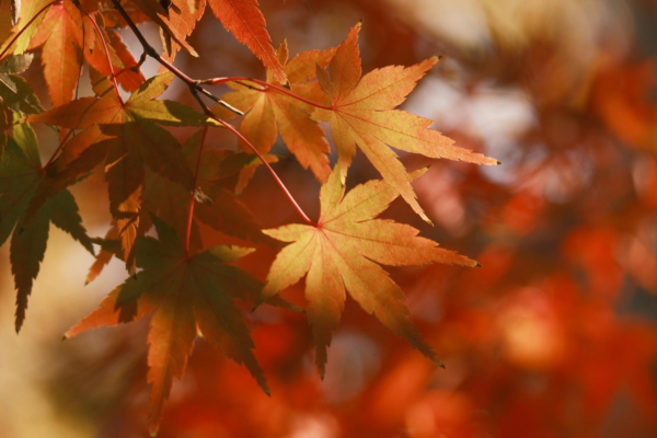 秋のおすすめメニュー🍁